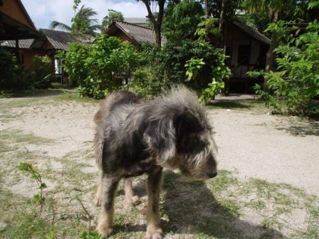 Phangan Island Baan Tai Buitenkant foto